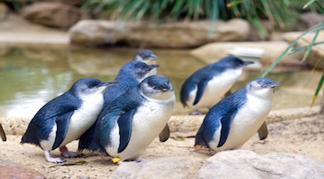 Experiencing wildlife in Phillip Island 