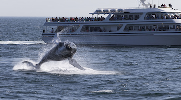 Watching Whale on Cruise